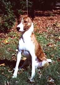 Fido sitting.