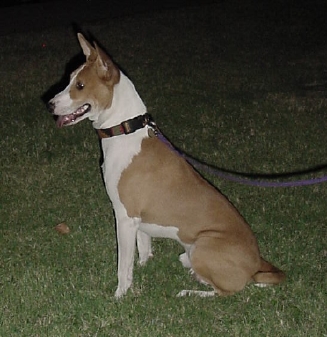 Kaya