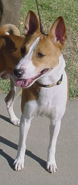 Kaya's head