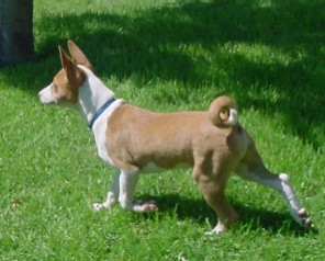 Kaya