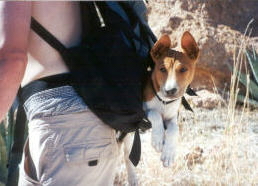 Konah in a backpack