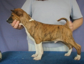Mkando at 9 weeks.