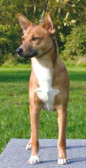 Ntomba Mosika