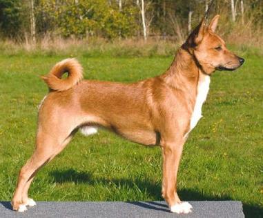 Ntomba Mosika