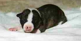 Pearl as a puppy.