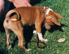 Wezi as a puppy.