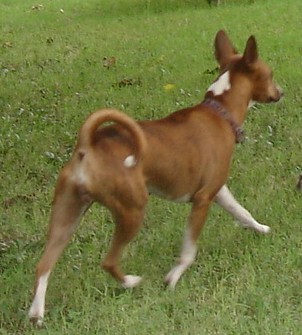 Nneka