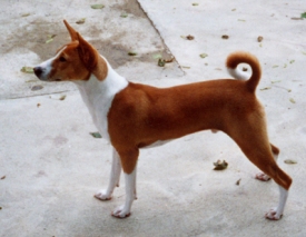 Sy at 8 months old.