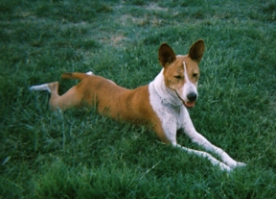 Riley lying down.