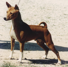 Side view of Rudi.