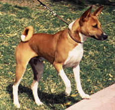 Side view of Rusty.