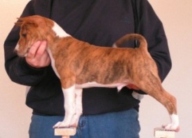 Elliot as a pup