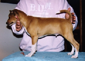 Sandy as a pup.
