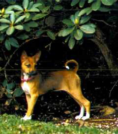 Side view of Rooster.