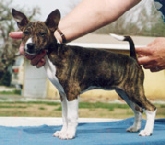 Puppy Talki standing.