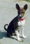 Puppy Talki sitting.