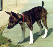 Talki as a puppy.
