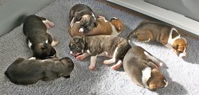 Puppies 2010