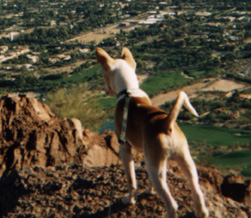 Tatu's rear.