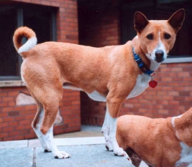 June 10, 2001 - Topper at 10 1/2 years old
