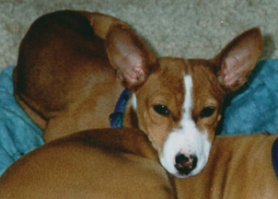 Candy as a puppy.