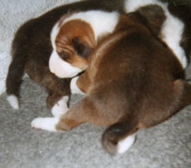 Candy as a puppy.