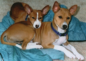 Sandy and Candy (Twice the Vice) as puppies.