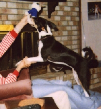 Playful Victoria.