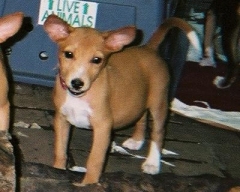 Wafi