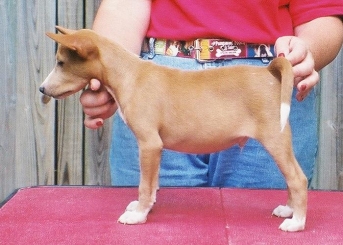 Wafi
