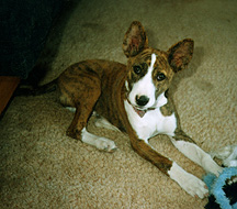 Willy as a pup.
