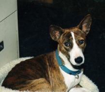 Willy as a pup.