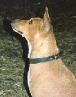 Heidi sitting.