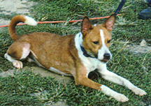 Oscar lying down.