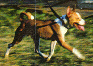 Oscar running.