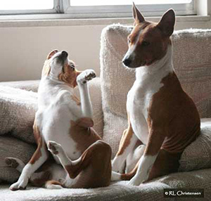 Two basenjis teasing one another