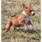 Breeder Listing